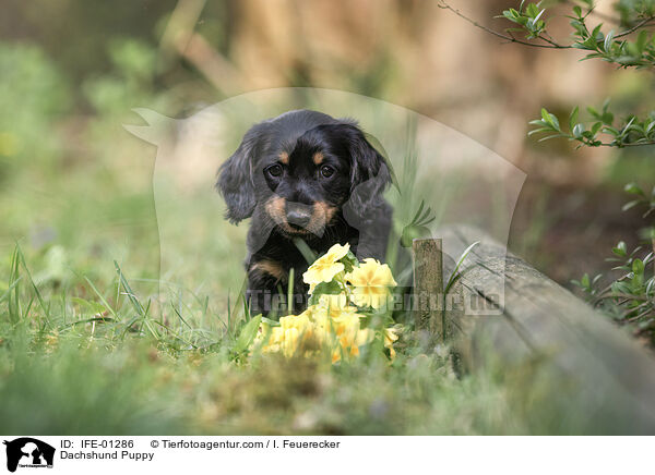 Dachshund Puppy / IFE-01286
