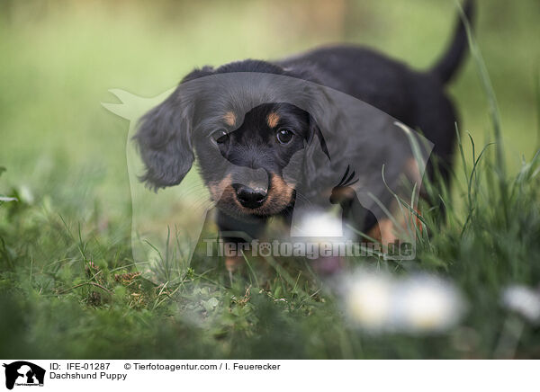 Dachshund Puppy / IFE-01287