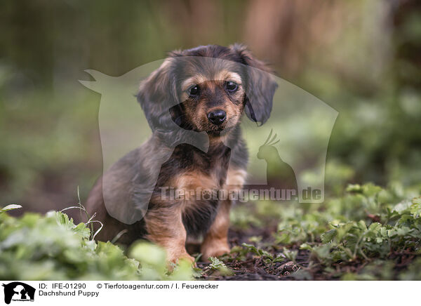 Dachshund Puppy / IFE-01290