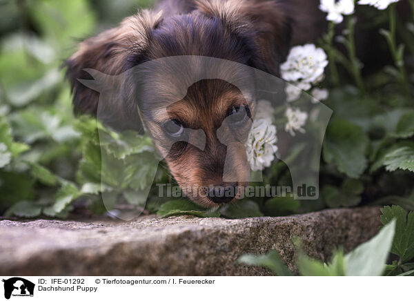 Dackel Welpe / Dachshund Puppy / IFE-01292