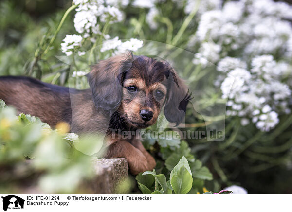 Dachshund Puppy / IFE-01294