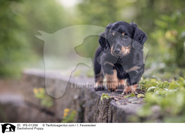 Dachshund Puppy / IFE-01298