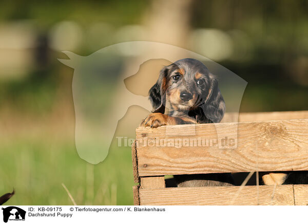 Dackel Welpe / Dachshund Puppy / KB-09175