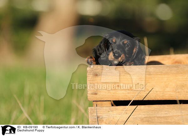Dachshund Puppy / KB-09190