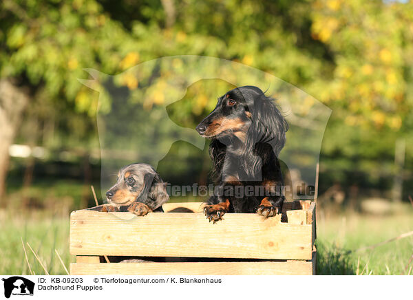 Dackel Welpen / Dachshund Puppies / KB-09203