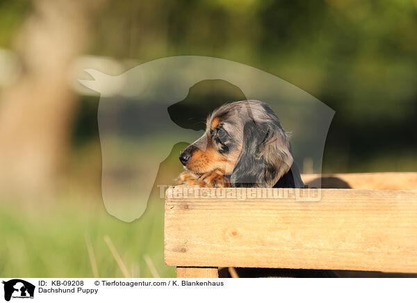 Dackel Welpe / Dachshund Puppy / KB-09208