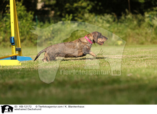 wirehaired Dachshund / KB-12172