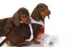 2 Dachshund Puppies