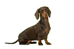 Dachshund in front of white background