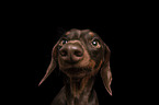 Dachshund in front of black background