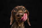 Dachshund in front of black background