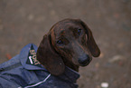 shorthaired Dachshund