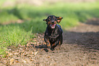 black-and-tan shorthaired Dachshund