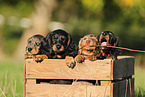 Dachshund Puppies