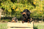 Dachshund Puppies