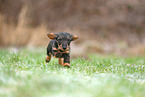 Dachshund Puppy