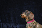 wirehaired Dachshund