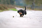 wirehaired Dachshund