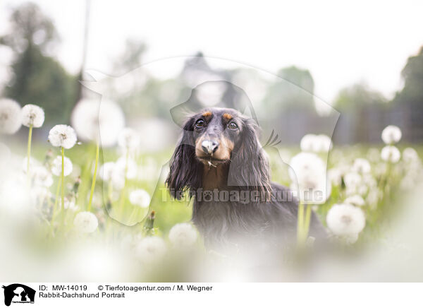 Rabbit-Dachshund Portrait / MW-14019