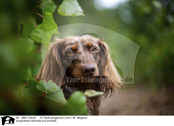 longhaired dachshund portrait / MW-14228