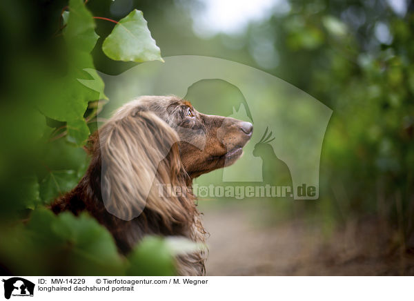 longhaired dachshund portrait / MW-14229