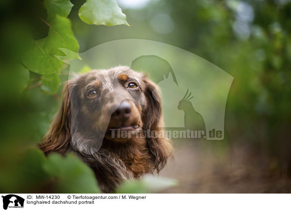 longhaired dachshund portrait / MW-14230