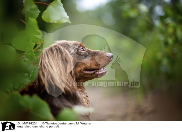 longhaired dachshund portrait / MW-14231