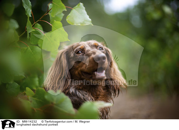 longhaired dachshund portrait / MW-14232