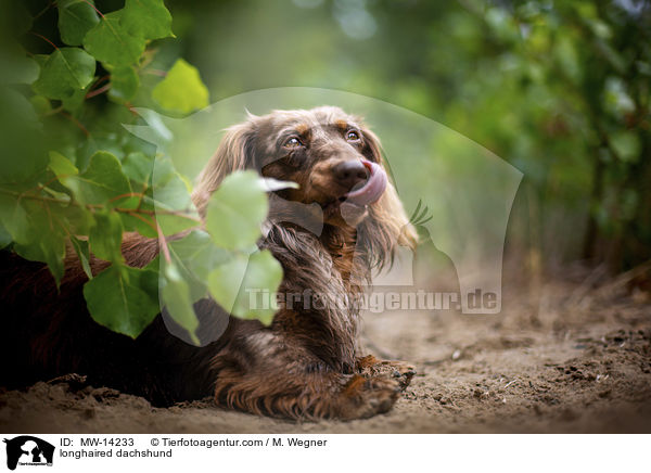 longhaired dachshund / MW-14233
