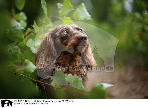 longhaired dachshund portrait / MW-14237