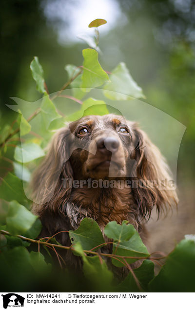 longhaired dachshund portrait / MW-14241
