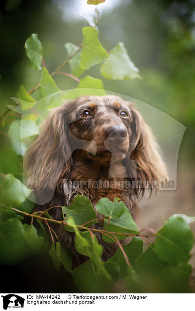 longhaired dachshund portrait / MW-14242