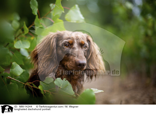 longhaired dachshund portrait / MW-14244