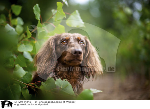 longhaired dachshund portrait / MW-14245