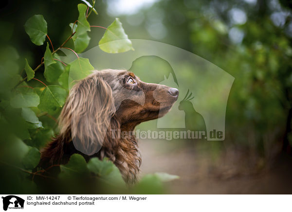 longhaired dachshund portrait / MW-14247