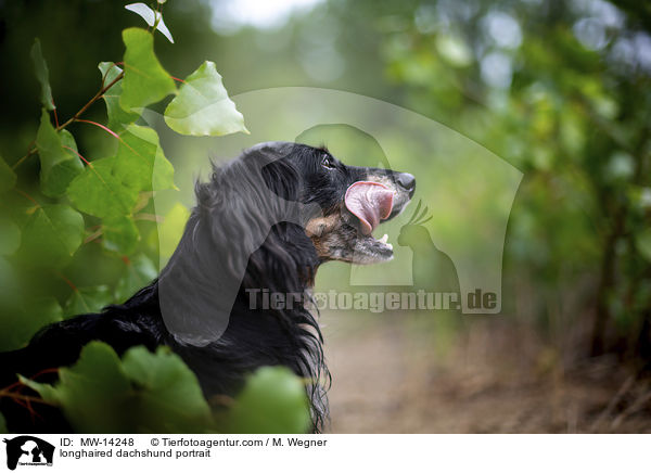 longhaired dachshund portrait / MW-14248