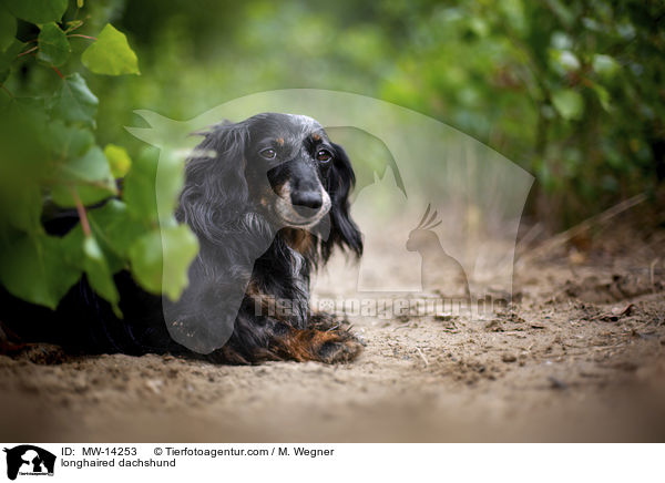 longhaired dachshund / MW-14253