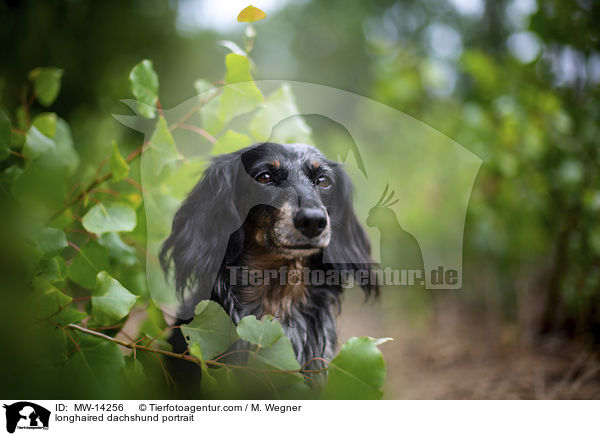 longhaired dachshund portrait / MW-14256