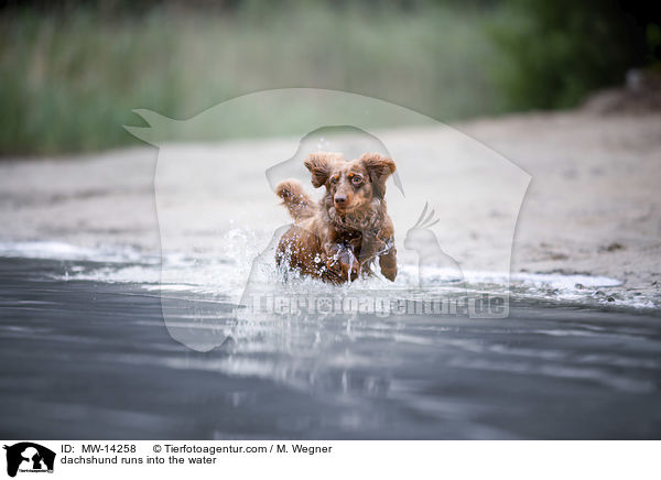 dachshund runs into the water / MW-14258