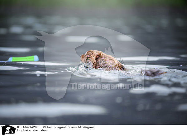 longhaired dachshund / MW-14260