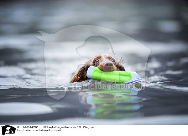 longhaired dachshund portrait / MW-14261