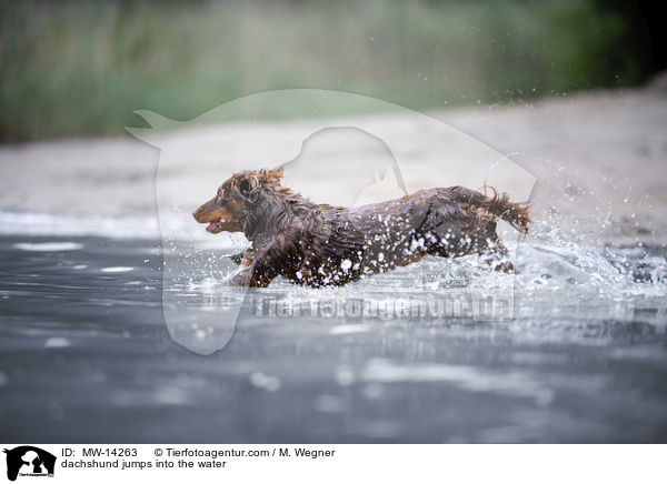 dachshund jumps into the water / MW-14263