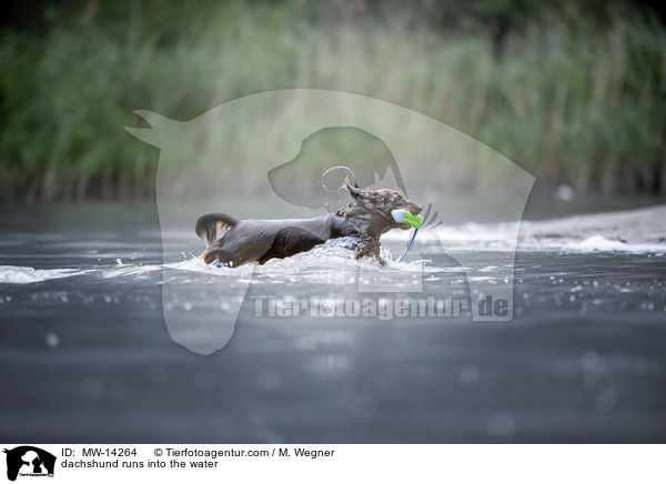 dachshund runs into the water / MW-14264