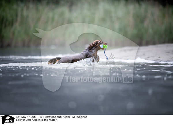 dachshund runs into the water / MW-14265