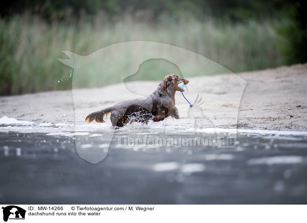 dachshund runs into the water / MW-14266