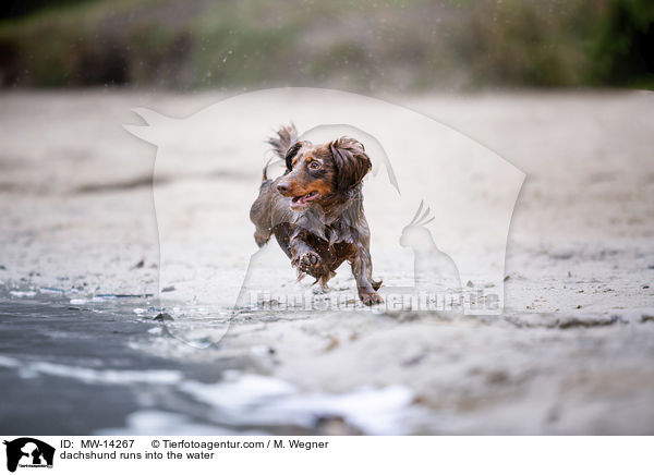 dachshund runs into the water / MW-14267