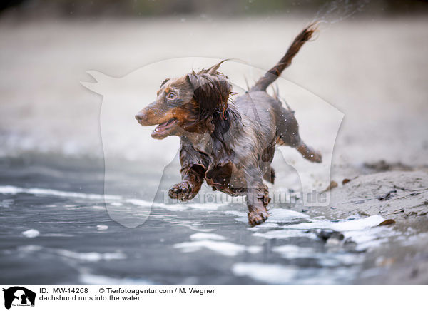 dachshund runs into the water / MW-14268