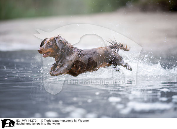 dachshund jumps into the water / MW-14270