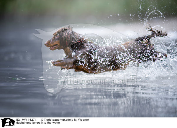 dachshund jumps into the water / MW-14271
