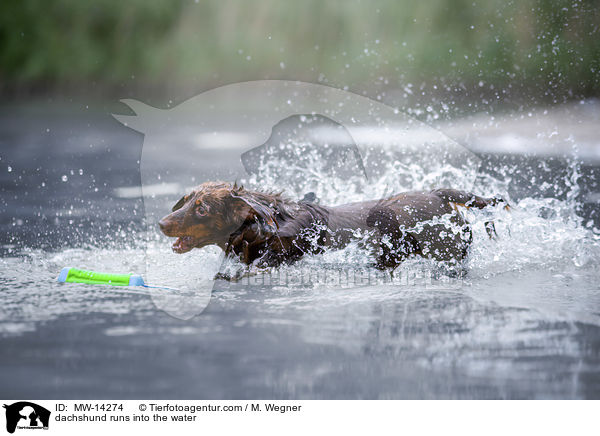 dachshund runs into the water / MW-14274